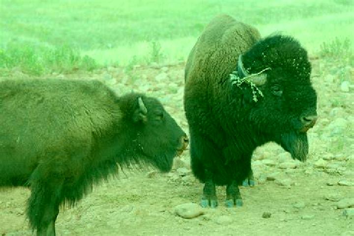 escort Bison
