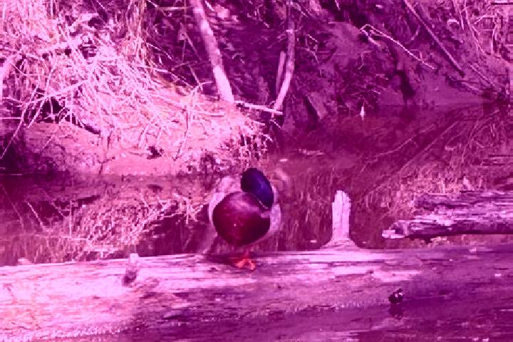 escort Blackmud Creek