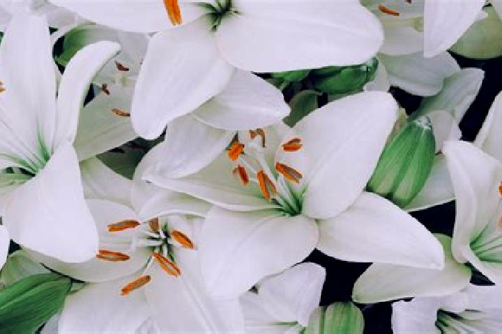 escort Blancos