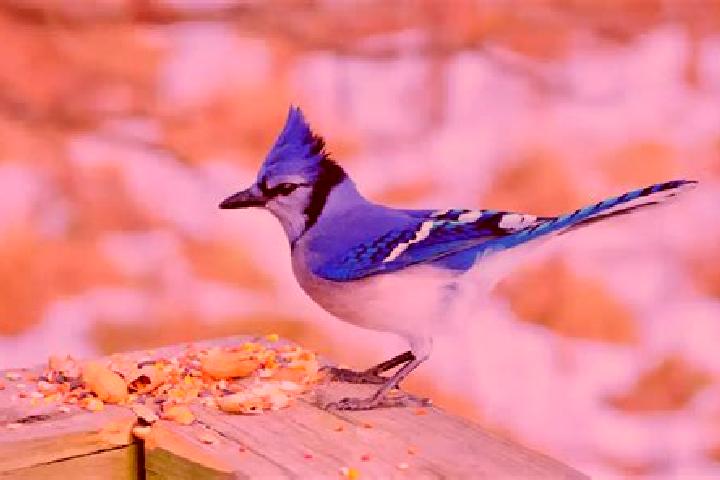 escort Blue Jay