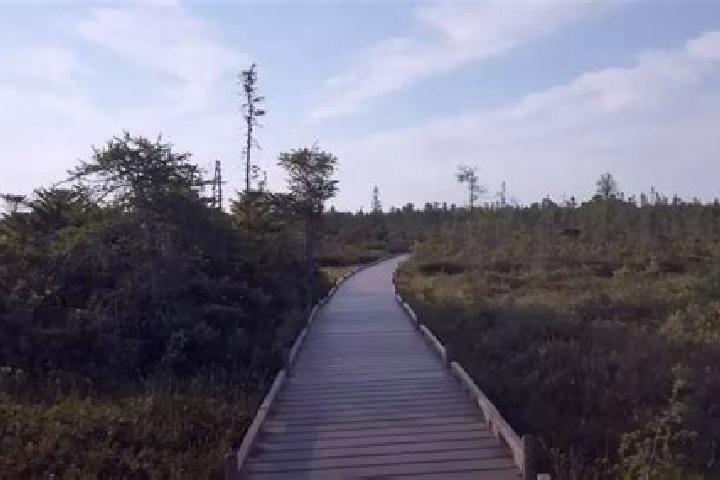 escort Bog Walk