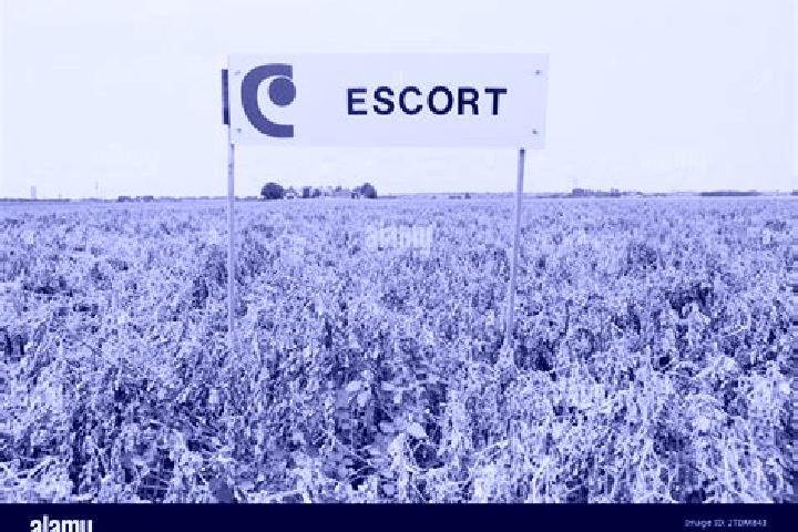 escort Borden