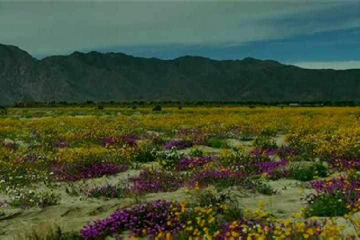 escort Borrego Springs