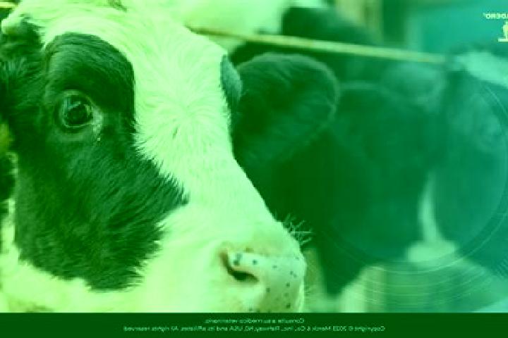 escort Bovina