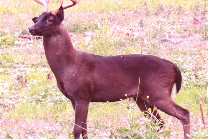 escort Brown Deer