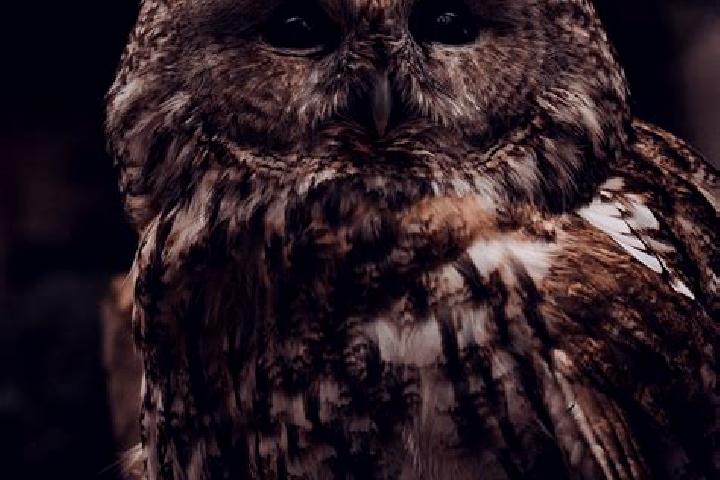 escort Brown Owl
