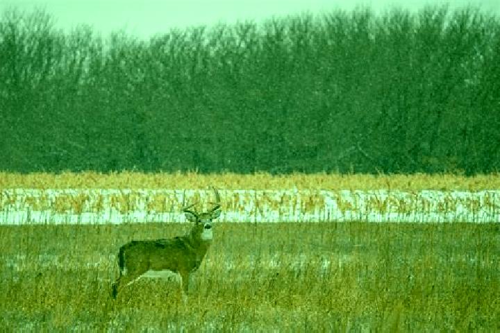 escort Buckmaster s Circle