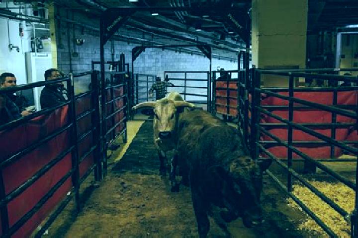 escort Bulls