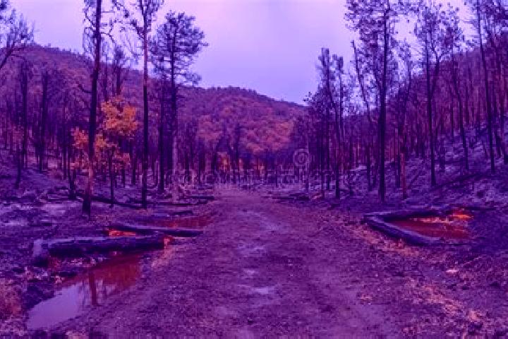 escort Burnt Forest