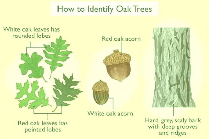 escort Burr Oak