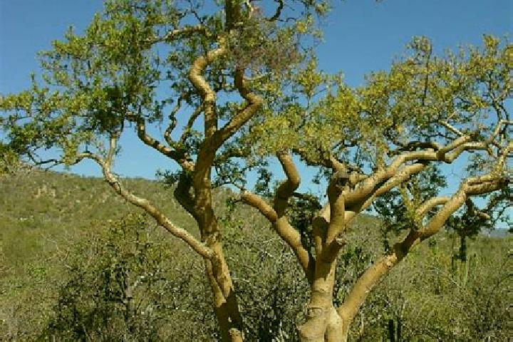 escort Bursera