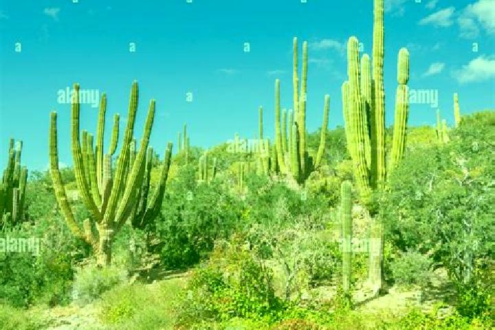 escort Cactus Forest