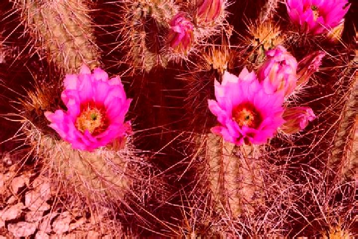 escort Cactus