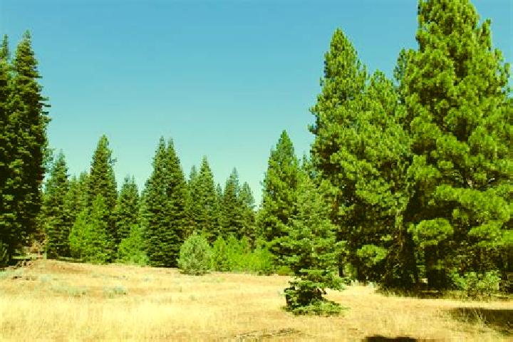 escort California Pines