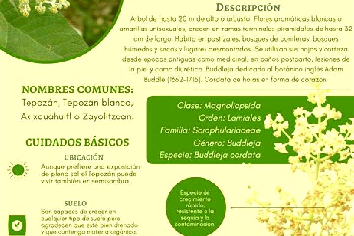 escort Calzada del Tepozan