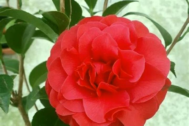 escort Camelia Roja