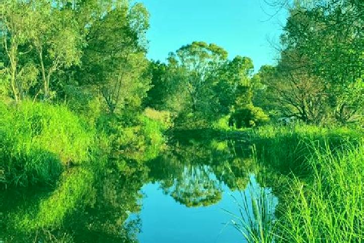 escort Campbells Creek