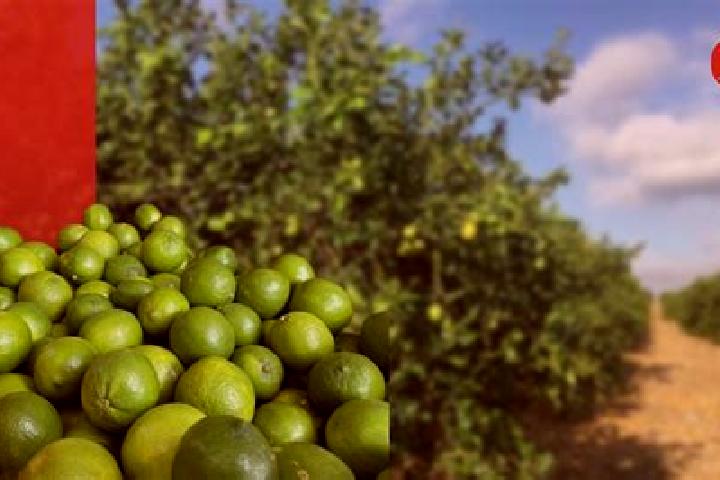 escort Campo de los Limones