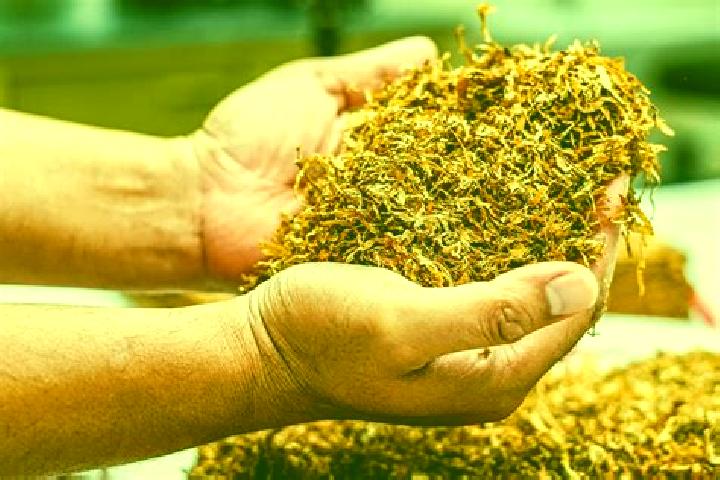 escort Canada del Tabaco