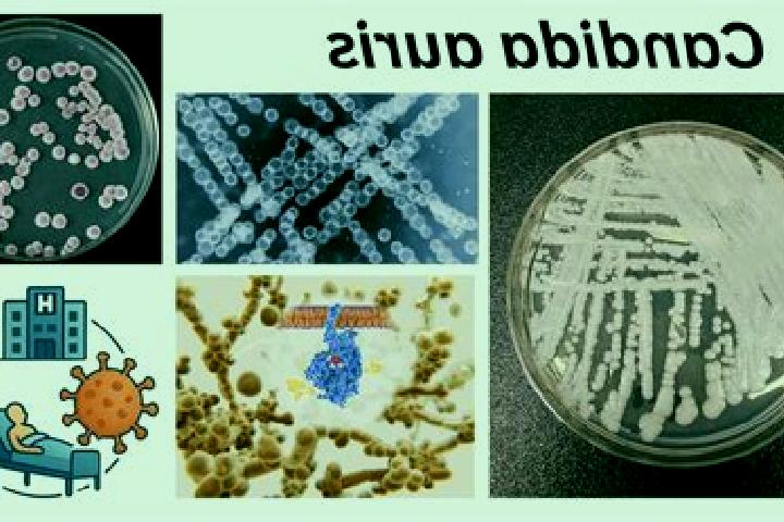 escort Candida