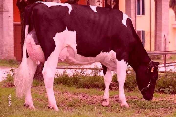 escort Canneto sull Oglio