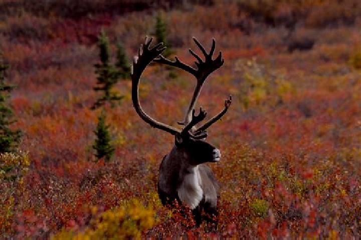 escort Caribou