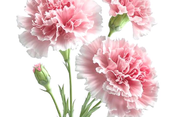 escort Carnation
