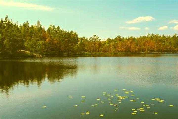 escort Cass Lake