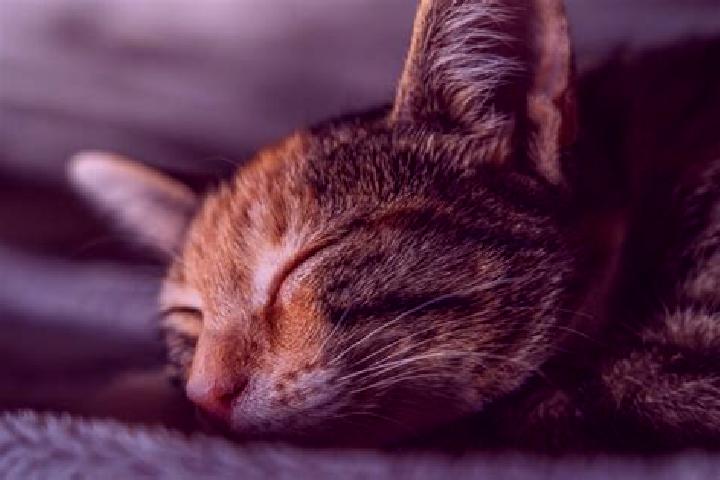 escort Cat