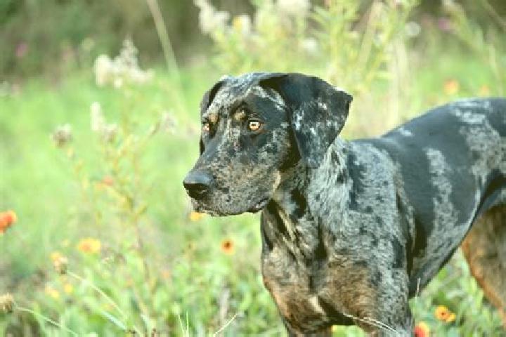 escort Catahoula