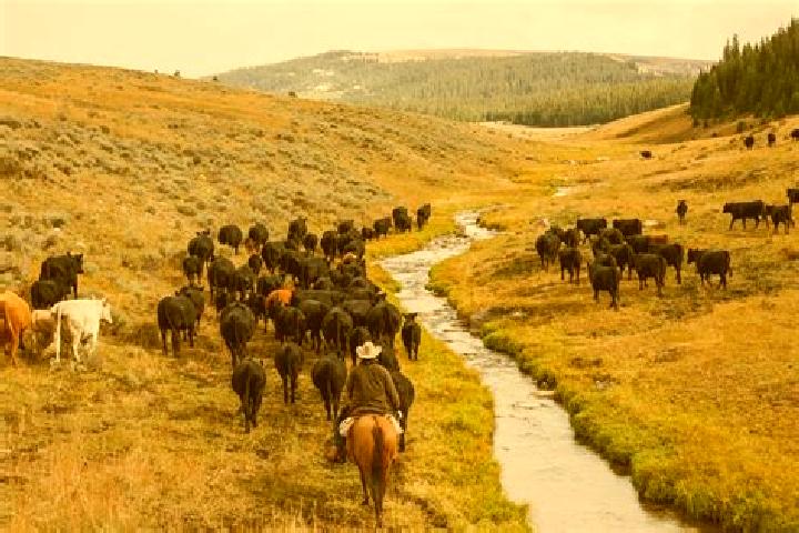 escort Cattle Creek