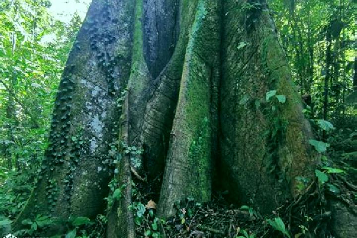 escort Ceiba Rica