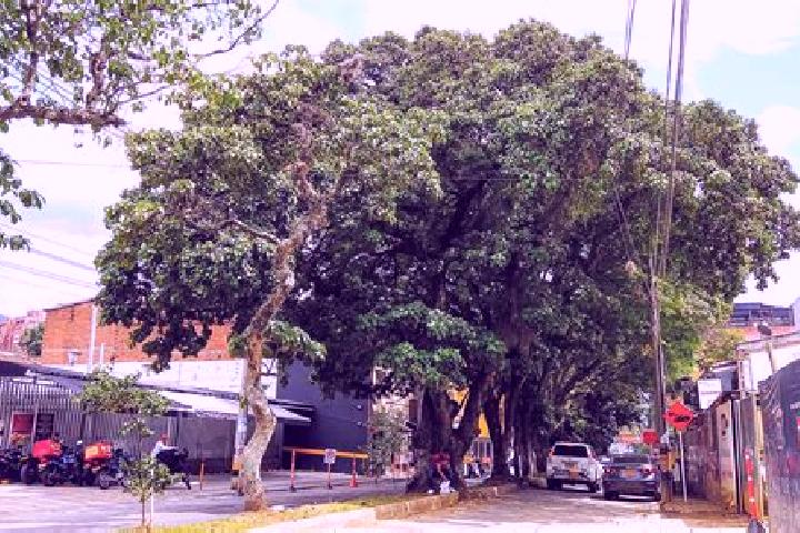 escort Ceiba
