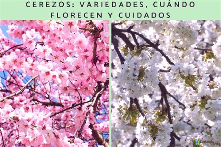 escort Cerezo de Abajo