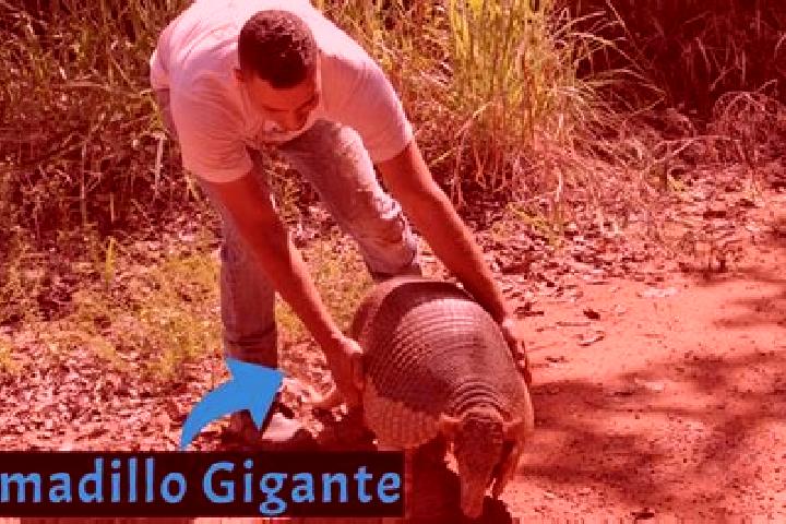 escort Cerro Armadillo Grande
