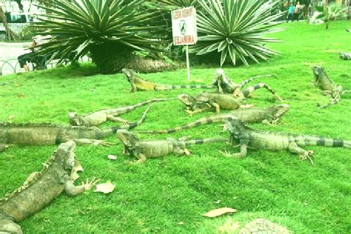 escort Cerro las Iguanas