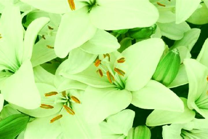 escort Cerros Blancos
