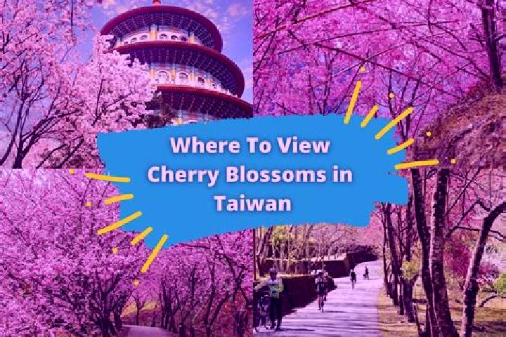 escort Cherry Gardens