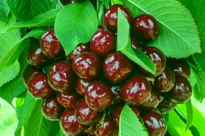 escort Cherry Tree