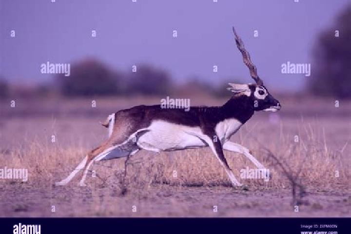 escort Chhapar