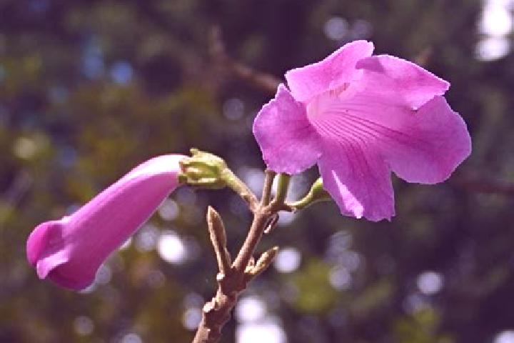 escort Chicala