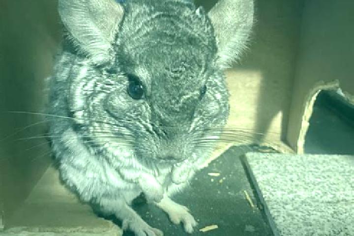 escort Chinchilla