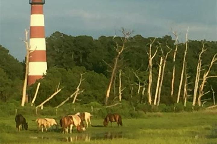 escort Chincoteague