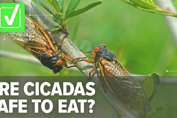 escort Cicadas