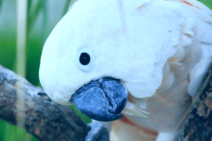 escort Cockatoo