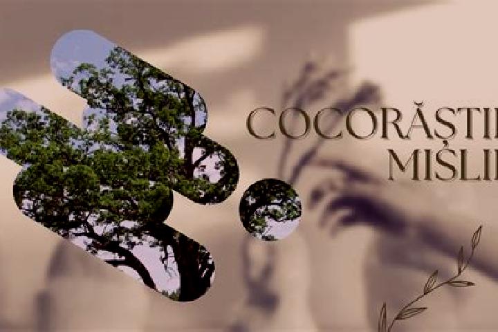 escort Cocorastii Mislii
