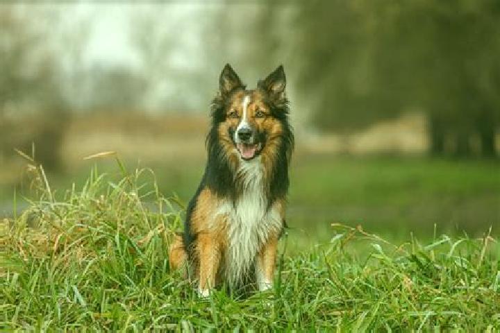 escort Collie