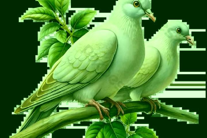 escort Colombe