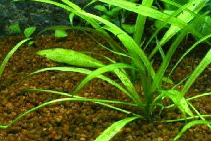 escort Concordia Sagittaria