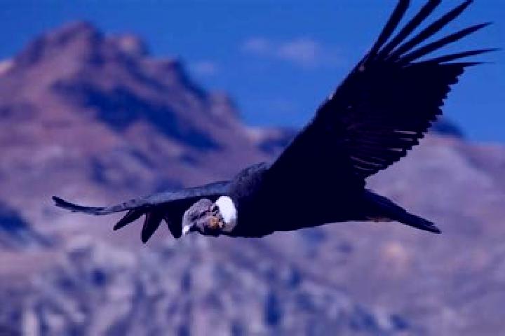 escort Condor Cerro